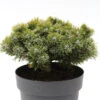 Zwerg Kiefer Sherwood Compact 20-25cm - Pinus Mugo