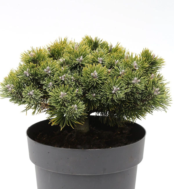 Zwerg Kiefer Sherwood Compact 20-25cm - Pinus Mugo 3 Zwerg Kiefer Sherwood Compact 20-25cm - Pinus Mugo