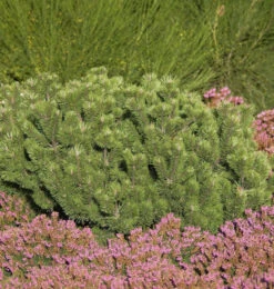 Krummholz Kiefer 25-30cm - Pinus Mugo Mughus