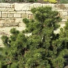 Strauchkiefer Gnom 40-50cm - Pinus Mugo -Gartengrünpflanzen Geschäft Pinus mugoGnom