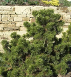 Strauchkiefer Gnom 40-50cm - Pinus Mugo