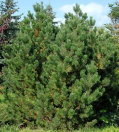 Bergkiefer Latschenkiefer 30-40cm - Pinus Mugo
