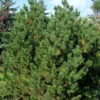 Bergkiefer Latschenkiefer 60-80cm - Pinus Mugo -Gartengrünpflanzen Geschäft Pinus mugo 1 1 1 1