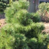 Gedrungene Zwerg Schwarzkiefer 40-50cm - Pinus Nigra 2 Gedrungene Zwerg Schwarzkiefer 40-50cm - Pinus Nigra -Gartengrünpflanzen Geschäft Pinus nigraNana