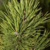 Österreichische Schwarzkiefer Select 40-50cm - Pinus Nigra -Gartengrünpflanzen Geschäft Pinus nigraSelect