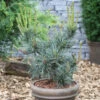Blaue Mädchenkiefer Glauca 40-50cm - Pinus Parviflora 1 Blaue Mädchenkiefer Glauca 40-50cm - Pinus Parviflora -Gartengrünpflanzen Geschäft Pinus parviflora Glauca