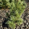 Blaugraue Zwerg Mädchen Kiefer Kusu Dama 25-30cm - Pinus Parviflora -Gartengrünpflanzen Geschäft Pinus parviflora Glauca Kusu Dama