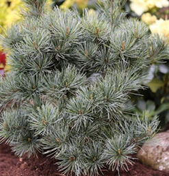 Japanische Zwergmädchenkiefer 25-30cm - Pinus Parviflora