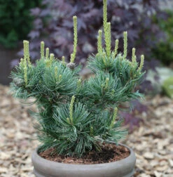 Mädchenkiefer Schoons Bonsai 70-80cm - Pinus Parviflora