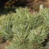 Blaue Kriechkiefer 20-25cm - Pinus Pumila Glauca -Gartengrünpflanzen Geschäft Pinus pumila Glauca
