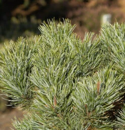 Blaue Kriechkiefer 20-25cm - Pinus Pumila Glauca