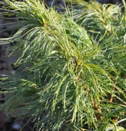 Weymouthskiefer Green Twist 20-25cm - Pinus Parviflora