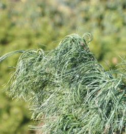 Mädchenkiefer Tiny Curls 20-25cm - Pinus Strobus