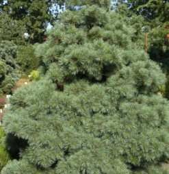 Die Zwergseidenkiefer Macopin 20-25cm - Pinus Strobus