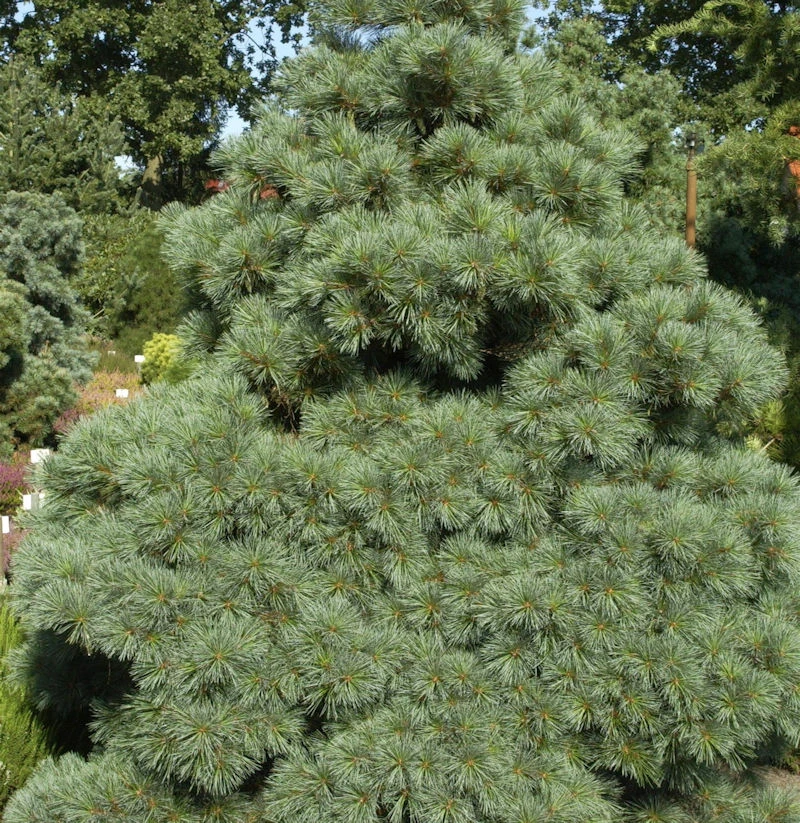 Die Zwergseidenkiefer Macopin 20-25cm - Pinus Strobus 3 Die Zwergseidenkiefer Macopin 20-25cm - Pinus Strobus