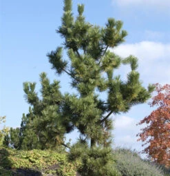 Japanische Schwarzkiefer 60-80cm - Pinus Thunbergii