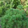 Japanische Schwarzkiefer Maijima 20-25cm - Pinus Thunbergii -Gartengrünpflanzen Geschäft Pinus thunbergii Maijima 1 1