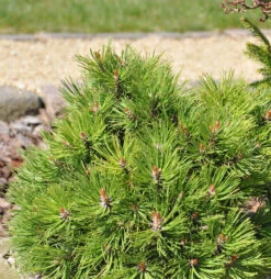 Hakenkiefer Nana 20-25cm - Pinus Uncinata