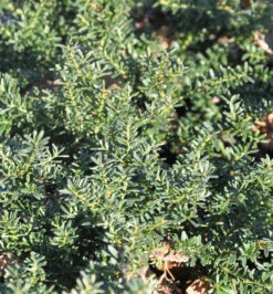 Alpen Steineibe Blue Gem 20-25cm - Podocarpus Lawrencei