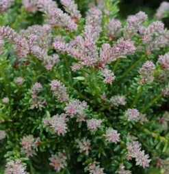 Rottriebige Australische Stein Eibe 15-20cm - Podocarpus Lawrencei