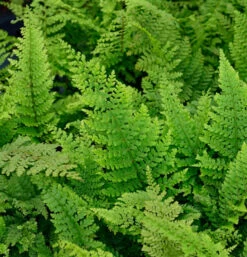 Weicher Schildfarn Herrenhausen - Großer Topf - Polystichum Setiferum
