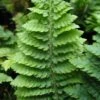 Weicher Schildfarn Congestum - Polystichum Setiferum 1 Weicher Schildfarn Congestum - Polystichum Setiferum -Gartengrünpflanzen Geschäft Polystichum setiferumCongestum