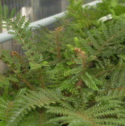 Japanischer Glanzschildfarn - Großer Topf - Polystichum Polyblepharum