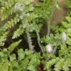 Weicher Schildfarn - Großer Topf - Polystichum Setiferum -Gartengrünpflanzen Geschäft Polystichumsetiferum