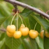 Süßkirsche Dönissens Gelbe Knorpel 60-80cm - Gelbe Süße Früchte 2 Süßkirsche Dönissens Gelbe Knorpel 60-80cm - Gelbe Süße Früchte -Gartengrünpflanzen Geschäft Prunus avium Dnissens GelbeKnorpel