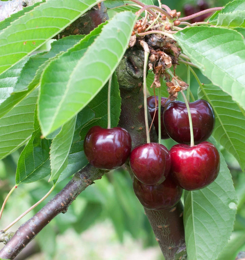 Süßkirsche Große Schwarze Knorpel 60-80cm - Dunkelrote Süße Früchte 3 Süßkirsche Große Schwarze Knorpel 60-80cm - Dunkelrote Süße Früchte