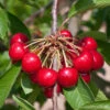Süßkirsche Burlat 60-80cm - Dunkelrote Süße Früchte -Gartengrünpflanzen Geschäft Prunus aviumBurlat