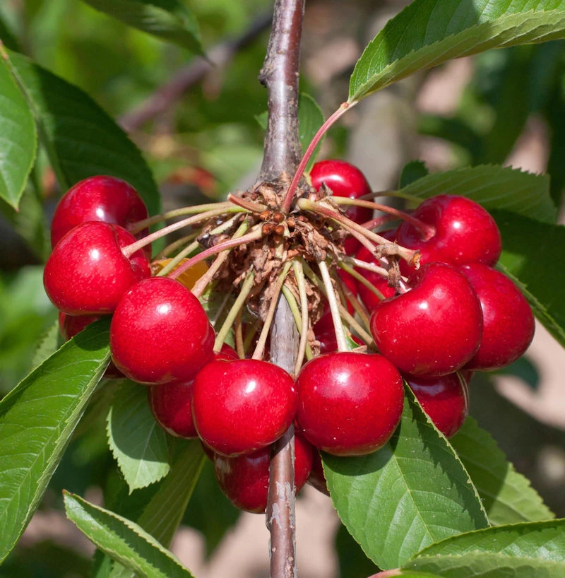 Süßkirsche Burlat 60-80cm - Dunkelrote Süße Früchte 3 Süßkirsche Burlat 60-80cm - Dunkelrote Süße Früchte