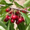 Süßkirsche Korida 60-80cm - Dunkelrote Süße Früchte -Gartengrünpflanzen Geschäft Prunus aviumKorida
