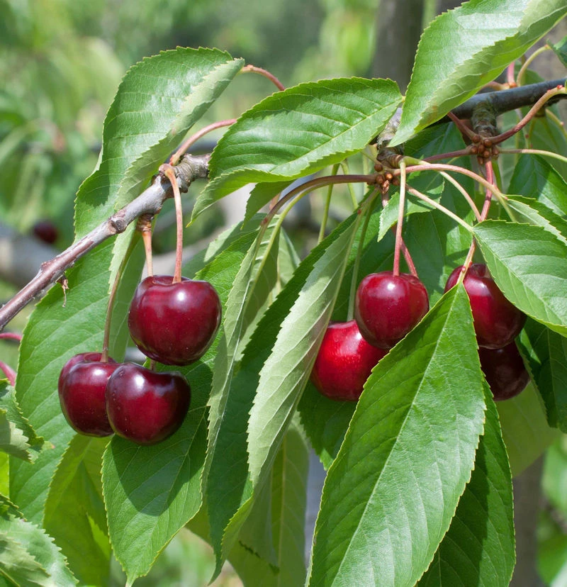 Süßkirsche Regina 60-80cm - Dunkelrote Süße Früchte 3 Süßkirsche Regina 60-80cm - Dunkelrote Süße Früchte