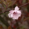 Zierkirsche 60-80cm - Prunus Blireana -Gartengrünpflanzen Geschäft Prunus blireana Stamm 1 1