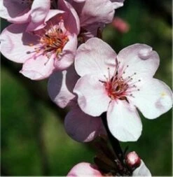Eßbare Blutpflaume 100-125cm - Prunus Cerasifera