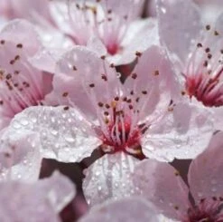 Gefüllt Blühende Blutpflaume 100-125cm - Prunus Cerasifera