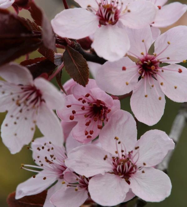 Blutpflaume Spring Glory 100-125cm - Prunus Cerasifera 3 Blutpflaume Spring Glory 100-125cm - Prunus Cerasifera