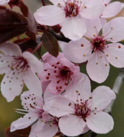 Blutpflaume Spring Glory 80-100cm - Prunus Cerasifera