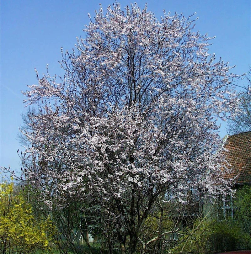 Blutpflaume Woodii 100-125cm - Prunus Cerasifera 3 Blutpflaume Woodii 100-125cm - Prunus Cerasifera