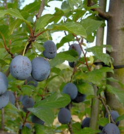 Pflaume Anna Spaeth 60-80cm - Prunus Domestica