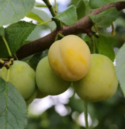 Pflaume Golden Japan 60-80cm - Prunus Domestica
