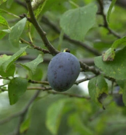 Pflaume Königin Victoria 60-80cm - Prunus Domestica