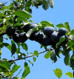 Pflaume Hauszwetsche 60-80cm - Prunus Domestica