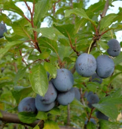 Pflaume Herman 60-80cm - Prunus Domestica
