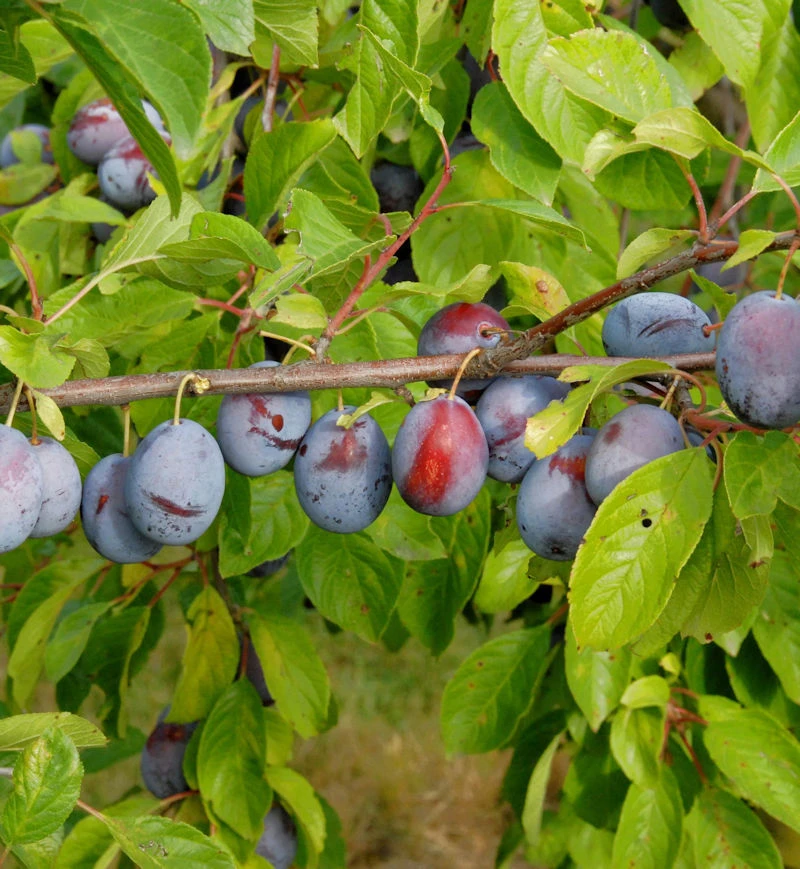 Pflaume Kirkespflaume 60-80cm - Prunus Domestica 3 Pflaume Kirkespflaume 60-80cm - Prunus Domestica