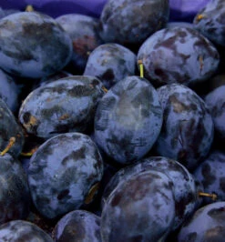 Pflaume Opal 60-80cm - Prunus Domestica