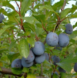 Pflaume The Czar 60-80cm - Prunus Domestica