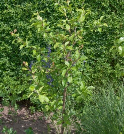 Pflaume Unika 60-80cm - Prunus Domestica