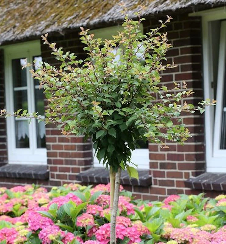 Hochstamm Geschlitzte Zierkirsche Kojou No Mai 60-80cm - Prunus Incisa 3 Hochstamm Geschlitzte Zierkirsche Kojou No Mai 60-80cm - Prunus Incisa